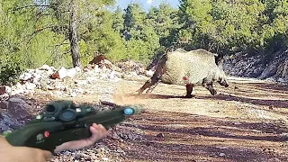 2023/24 Av Sezonunu dev azılı yaban domuzuyla açtık! Wild boar hunting