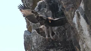 Black Eagle E5 fledgling's FIRST flight into freedom