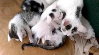 Mama Cat Carrying Baby Kittens- Mom cat feeding five cute meowing kittens