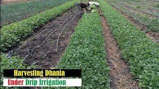 Dhania(Coriander) harvesting under drip irrigation