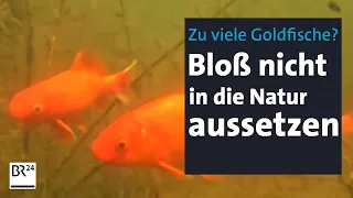 Wenn Goldfische zur Plage werden | Abendschau | BR24