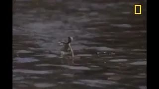 Ящерица бегает по воде
