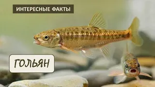 ГОЛЬЯН🐟/ Рыбы/Животные/Интересные факты