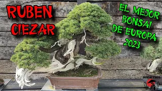 Ruben Ciezar - Una coleccion de bonsais de nivel BRUTAL