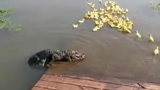 Crocodile try to eat little ducks