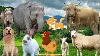 Farm Animal Sounds: Cat, Dog, Chicken, Cow, Sheep, Rabbit - Animal Sounds