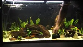 Water Change Routine