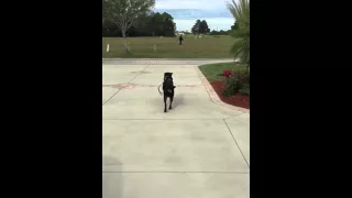 Django Rottweiler 50 yd attack