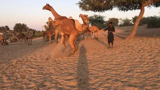 Camel Love Time jumping | The camel jumped in front of the big camel | Camel Of Pakistan