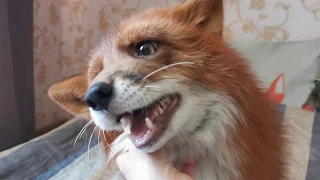 Playful Fox Hopping on Bed