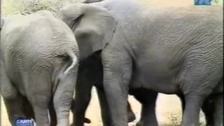 THULA THULA BABY ELEPHANT video