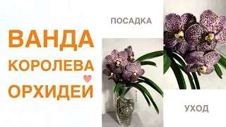 Ванда королева орхидей!🧡 Коллекция Ольги Самоненко ☺️