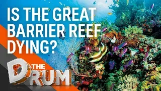 Is the Great Barrier Reef Dying? | The Drum