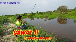 Mancing toman paling ganas spot edan babon semua