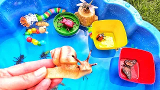 Learn bugs names for babies toddlers preschoolers kids 🪱