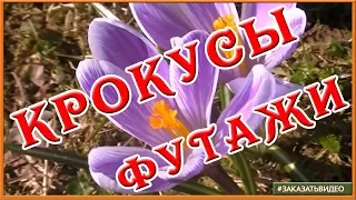 ❃❃❃ Первые весенние цветы ❃❃❃ Крокусы Натуральные видеофоны для монтажа видео HD ❃❃❃