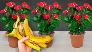 With the magical use of banana peels, your anthurium will bloom brilliantly all year round