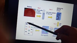 Pulse field gel electrophoresis