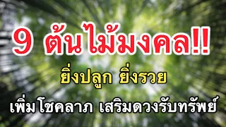 🅱️🅱️ 9 ต้นไม้มงคล! ยิ่งปลูก ยิ่งรวย รวยจัดหนัก เพิ่มโชคลาภ เสริมดวง รับทรัพย์ ปี2566 #ต้นไม้มงคล