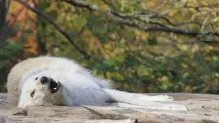 Laziest Wolf Howls (part 11)