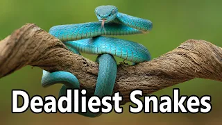 TOP 5 DEADLIEST SNAKES ON THE PLANET