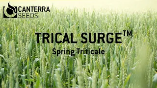 TriCal Surge™ - Spring Triticale in Alberta