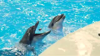 Шоу в Грозненском дельфинарии