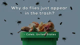 Why do flies just appear in the trash?