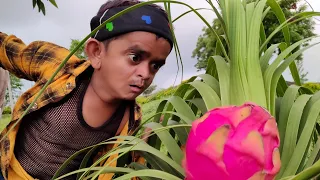 छोटू का अनोखा फल | CHOTU KA ANOKHA FRUIT | Khandesh Hindi Comedy Video | Chotu Dada Comedy
