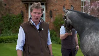 David Redvers: How to buy a racehorse