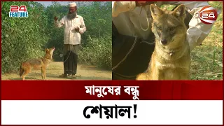 মানুষ আর শেয়ালের এক অপূর্ব বন্ধুত্ব | Human & Fox Friendship | Pet Fox | Channel 24