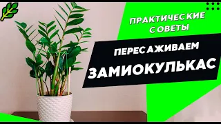 🌿ЗАМИОКУЛЬКАС🍃Пересадка и уход. Что делать после покупки? Долларовое дерево