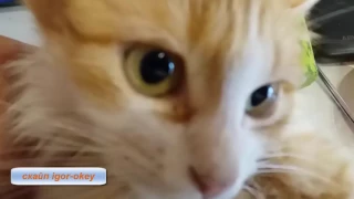 AliveMax золотая сыворотка заживляет открытую рану у кошки  Елена Севрикова
