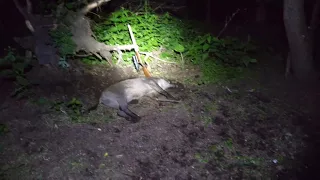 Охота на кабана с вышки начало сезона 2020-21г.wild boar hunting