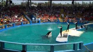 Miami Seaquarium - Killer Whale 1