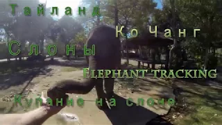 Тайланд. Ко Чанг. Слоны. Купание на слоне. Elephant tracking.