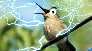 50 Shocking Moments when Animals gets Electrocuted