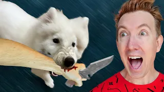 My Puppy Attacked the Thief!