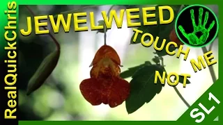 Treat Poison Ivy with Spotted Touch Me Not, Jewelweed