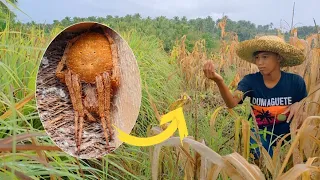 MAKAPIGIL HININGANG SPIDER HUNTING DAHIL SA GANDA NG TANAWIN