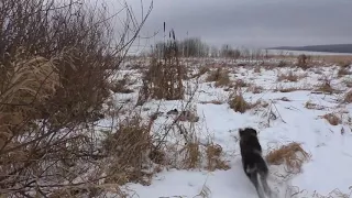 Охота с Дратхааром на куропатку.