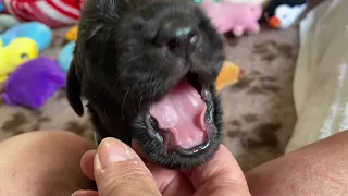 Irish Wolfhound puppy time-lapse (birth to 10 weeks) - Sky, Brown | Wolvebrigg Puppies