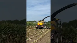 New Holland fr chopping maize in the Netherlands 🇳🇱