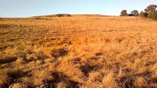 General bird shooting in South Africa