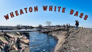 Minnesota White Bass Fishing at Wheaton