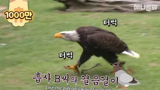 날지않고 걷는 비둘기를 닭둘기라고 하죠. 닭수리 소개합니다. ㅣBald Eagle Doesn’t Want To Fly, Just Walk Like A Dog LOL