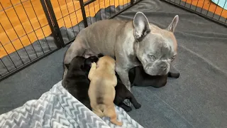 Blue Frenchie Skye feeding her 3 week old puppies