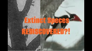 EXTINCT SPECIES REDISCOVERED?! Here is our breakdown...