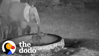 Hidden Camera Shows Elephant Mom Protecting Her Teeny Baby | The Dodo