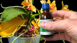 Your Orchid Will Bloom all Year Round  7 Growing Orchids Tips You Should Know  iKnow